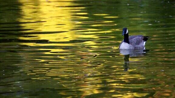 日落时鹅在池塘里游泳
