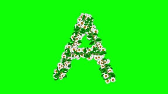 英文字母A由白色雏菊花在绿色屏幕背景上形成