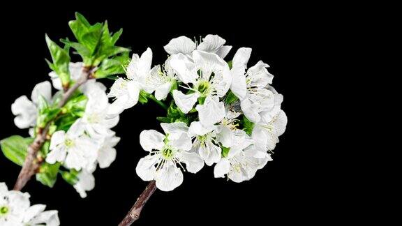樱桃树枝上的白色樱花创意延时视频盛开的白色花瓣的樱桃花与绿色的叶子在黑色的背景