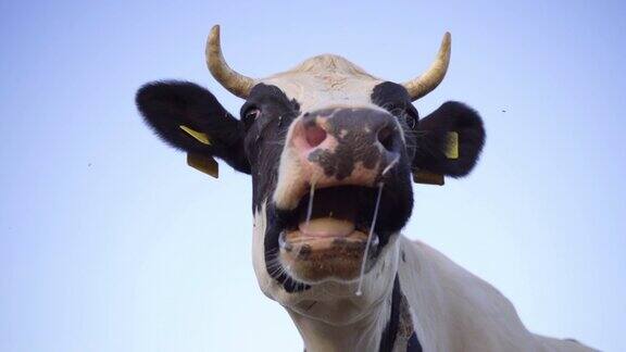 黑白牛嚼口香糖的特写慢镜头牛头在蓝天背景农场奶牛