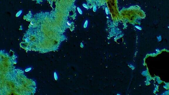 漂浮在水中的纤毛虫微生物群落