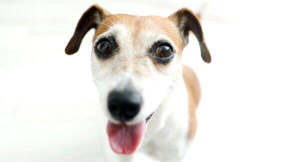 Cuta小狗特写肖像光明媚的房间可爱的狗狗微笑的视频片段