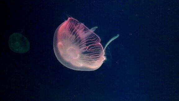 视频镜头的特写美丽的水母移动在水族馆