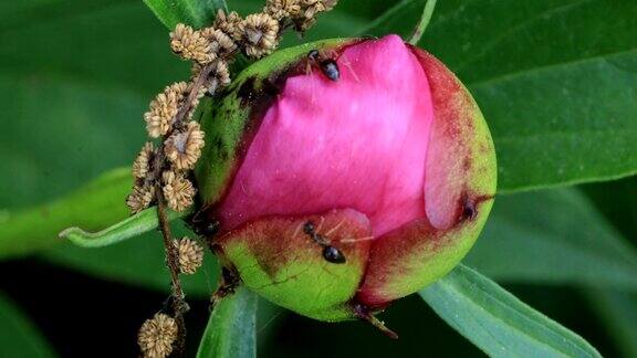 蚂蚁从牡丹中提取花蜜