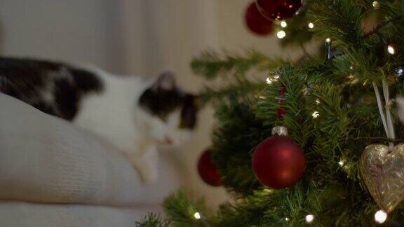 圣诞节时猫坐在客厅里