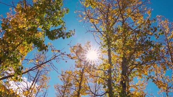 美丽的秋天黄树太阳和蓝天的背景印度喜马偕尔邦Sissu的秋季森林落叶自然背景