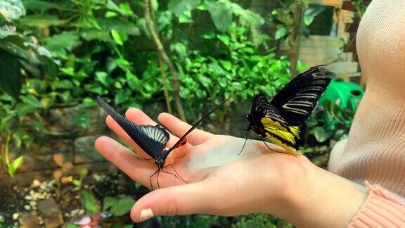 两只美丽的蝴蝶坐在女孩的手上