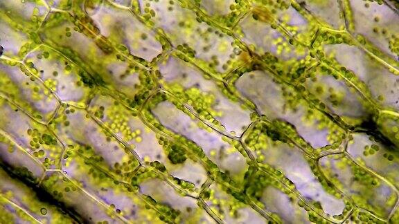 水草细胞在显微镜下放大40倍