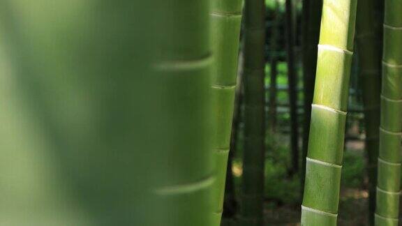 白天在美丽的竹林传统公园追踪
