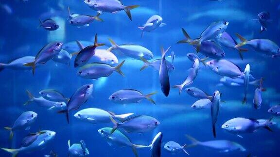 蓝水里的鱼群