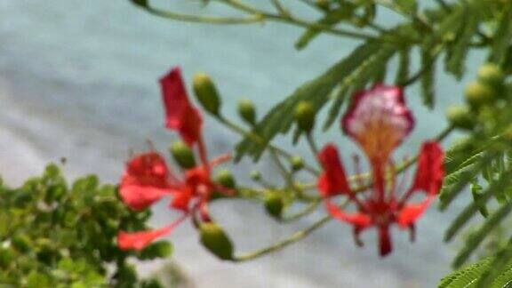美丽的圣巴斯热带粉红色花朵