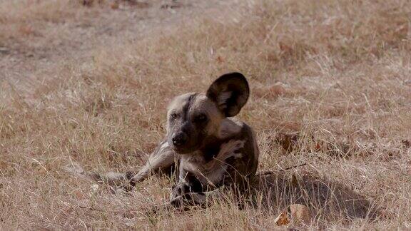 在博茨瓦纳的奥卡万戈三角洲一只非洲野狗躺在草地上打着呵欠看着镜头