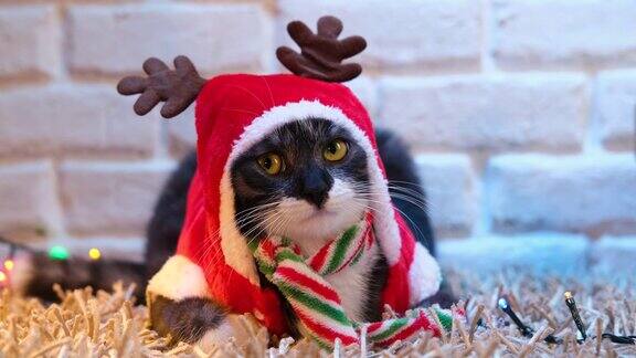 一个滑稽的猫穿着圣诞服装坐在客厅的地毯上的特写