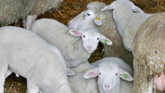 农场动物上的绵羊和羊羔