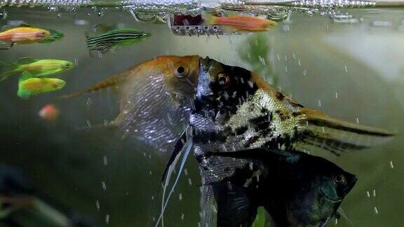 淡水外来鱼以食鱼器里的蠕虫为食
