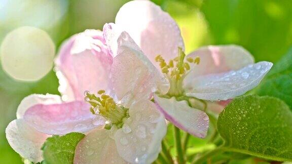 雨点落在苹果花上