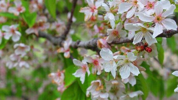 开白色花的樱桃树