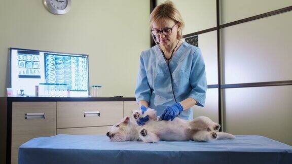 一名女兽医在医疗保健诊所用听诊器为杰克罗素犬进行检查