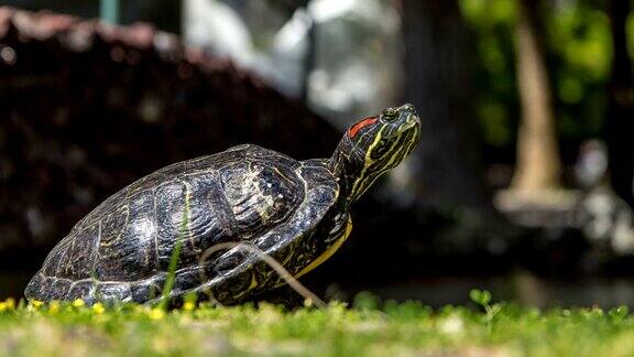 海龟在湖边的草地上停留了很久