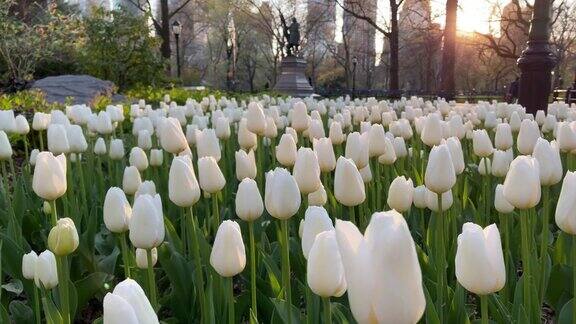 曼哈顿中央公园的郁金香花园