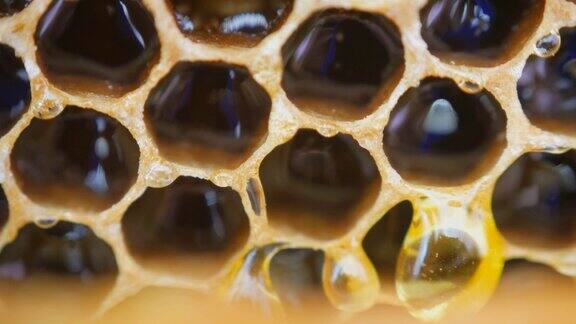 一滴蜂蜜顺着蜂房流下来新鲜蜂蜜滴蜂房