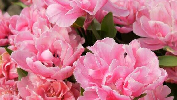 在春天的花园里近距离观看花瓣盛开的粉红色的像牡丹一样的郁金香郁金香田近距离观察荷兰荷兰