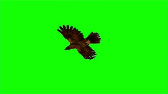 鹰在绿幕上飞翔