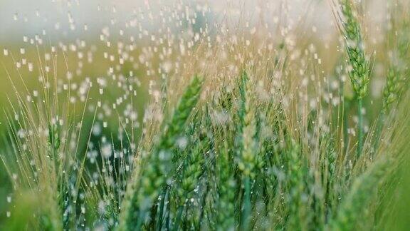 雨落在绿色的麦田里