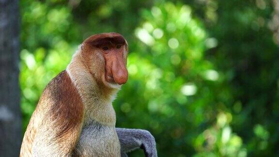 野生长鼻猴或鼻猴幼虫在婆罗洲雨林马来西亚