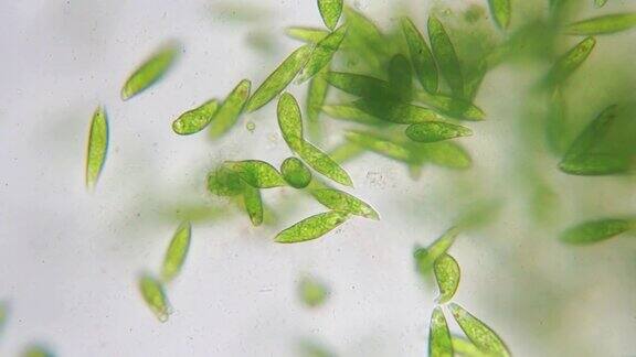 Euglena是一种单细胞鞭毛虫真核生物