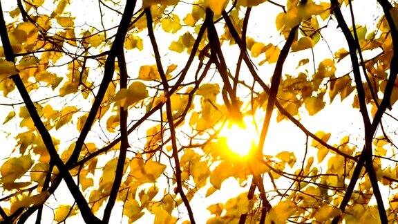 阳光穿过随风飘动的落叶