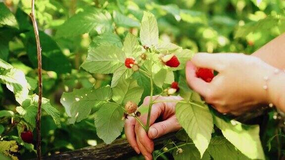 女孩从花园里的灌木丛中摘树莓手的特写镜头