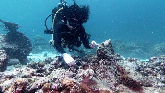 水下野生动物再引进计划种植小珊瑚