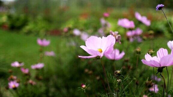 夏天药剂师花园里盛开着粉红色的花朵