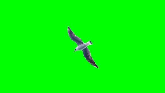 绿色屏幕上有一只海鸥在飞行
