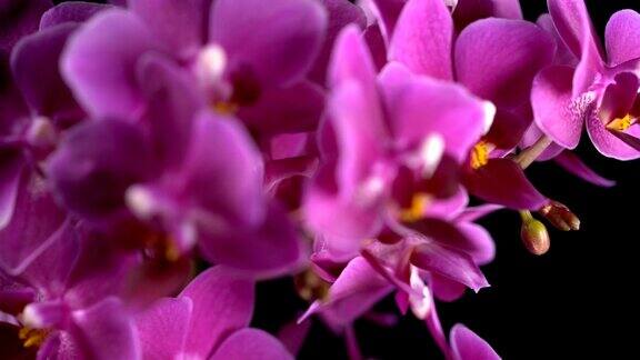 紫色迷你兰花打开黑色背景