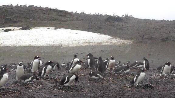 筑巢殖民地巴布亚企鹅繁荣区艾彻岛南设得兰群岛南极洲