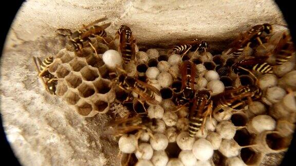 黄蜂移动蜂巢顶部的特写
