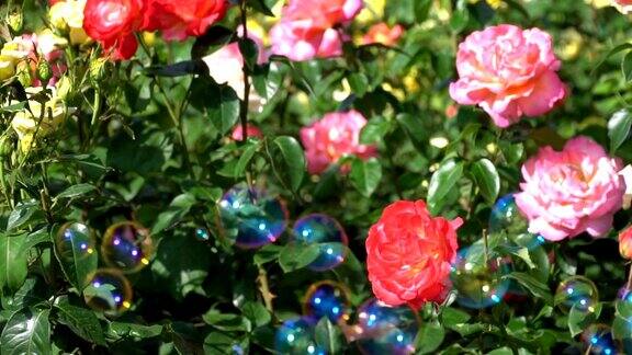 花坛上美丽的红玫瑰和粉红玫瑰