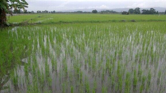 在稻田里播种的水稻