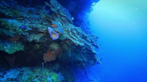 罗阿坦t5珊瑚礁的凹槽