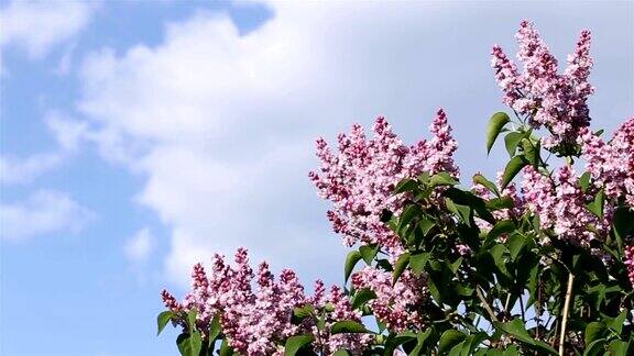 盛开的紫丁香在天空的背景