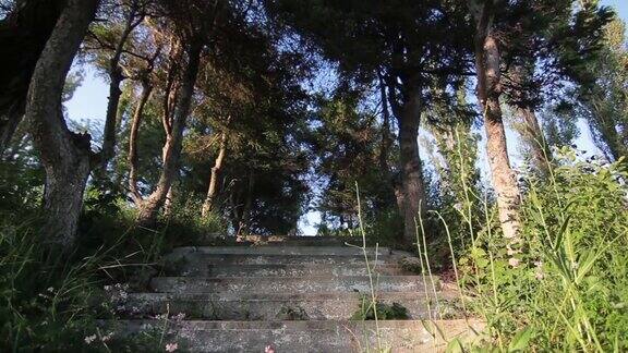 小路上有梯子小公园里有老树和绿草