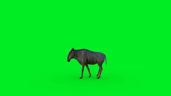 野生动物的动画在绿色屏幕上