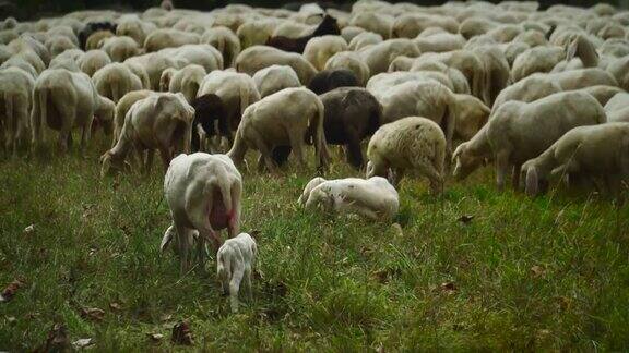 一只小羊羔和妈妈在一群羊中
