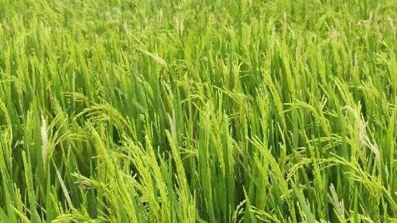 稻田里种着水稻