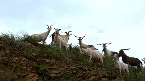 一群山羊爬在岩石上吃草野生动物