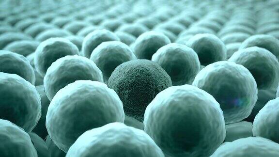 细胞分裂癌细胞