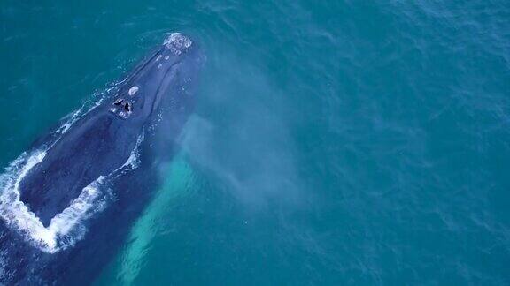 白化南露脊鲸幼崽和它的母亲一起游泳