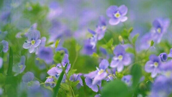 在落日的余晖中紫色的春日小花在草地上绽放风吹动草地上的花朵春天来了